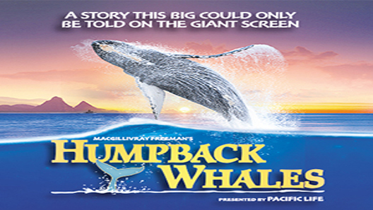 فيلم Humpback Whales 2015 مترجم