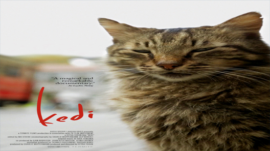 فيلم Kedi 2016 مترجم