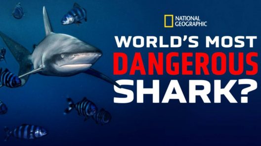 فيلم World’s Biggest Bull Shark 2021 مترجم