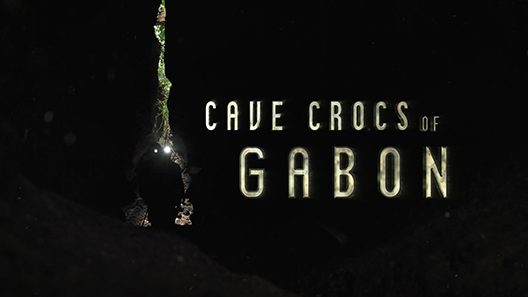 فيلم Cave Crocs Of Gabon 2018 مترجم