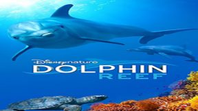 فيلم Dolphin Reef 2020 مترجم