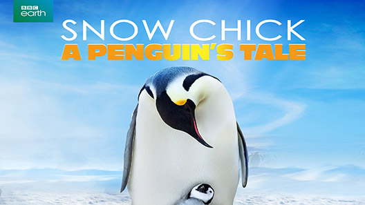 فيلم Snow Chick A Penguin S Tale 2015 مترجم