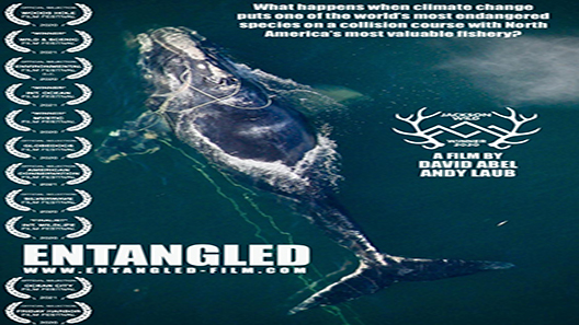 فيلم Entangled The Race To Save Right Whales From Extinction 2020 مترجم