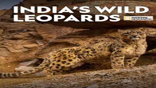 فيلم Indias Wild Leopards 2020 مترجم