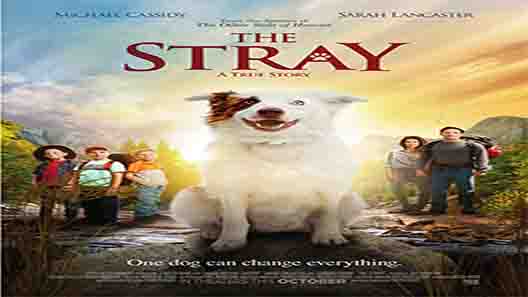 فيلم The Stray 2017 مترجم
