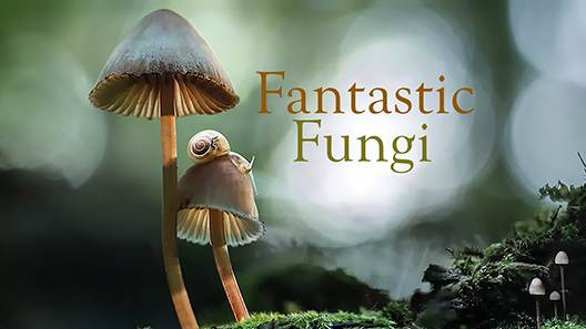 فيلم Fantastic Fungi 2019 مترجم