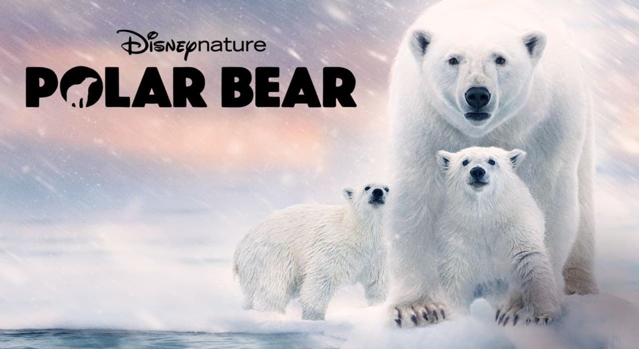 فيلم Bear witness 2022 مترجم