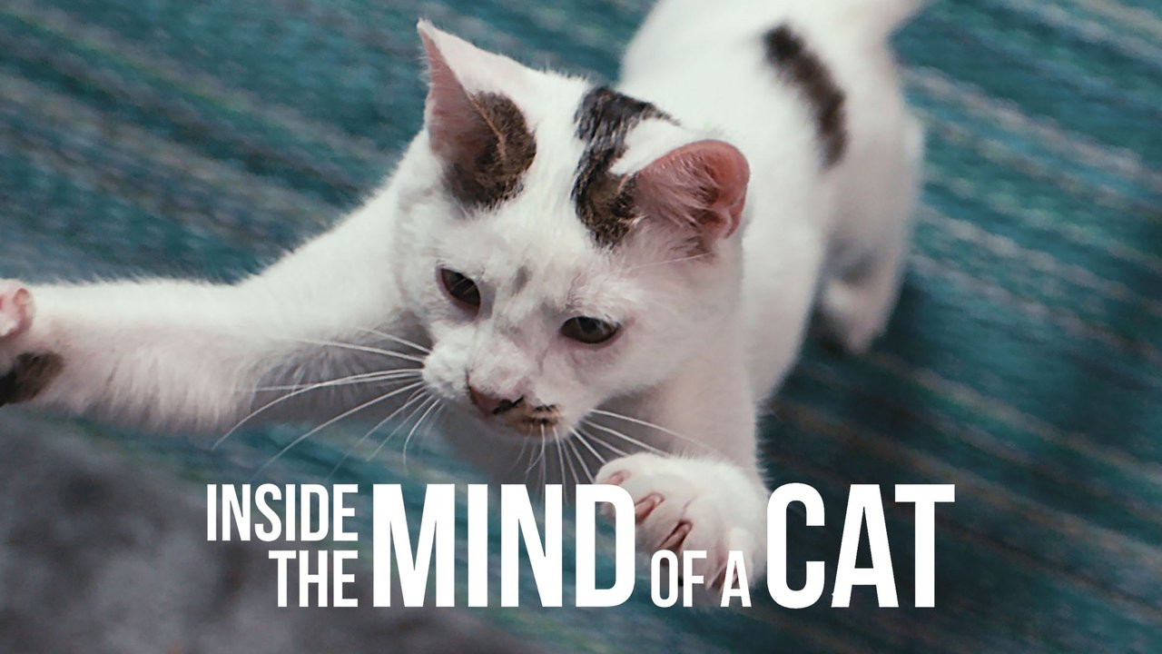 فيلم Inside the Mind of a Cat 2022 مترجم