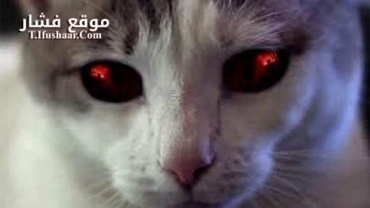 فيلم Hells Kitty 2018 مترجم