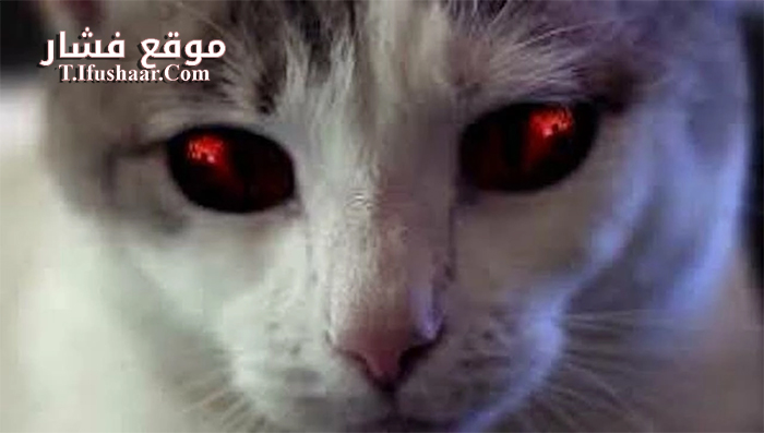 فيلم Hells Kitty 2018 مترجم