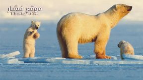 فيلم My Journey with a Polar Bear 2019 مترجم