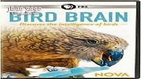فيلم NOVA Bird Brain 2021 مترجم