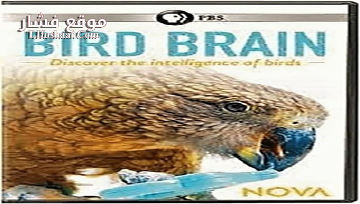 فيلم NOVA Bird Brain 2021 مترجم