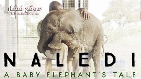 فيلم Naledi A Baby Elephant’s Tale 2016 مترجم