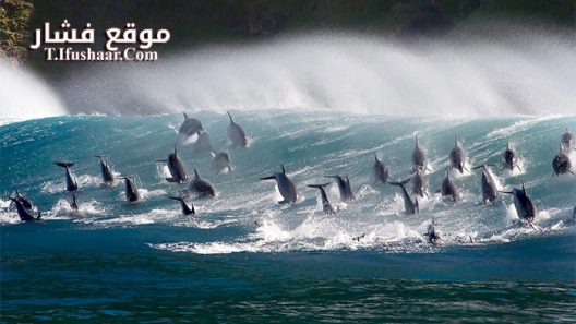 فيلم Oceans Our Blue Planet 2018 مترجم
