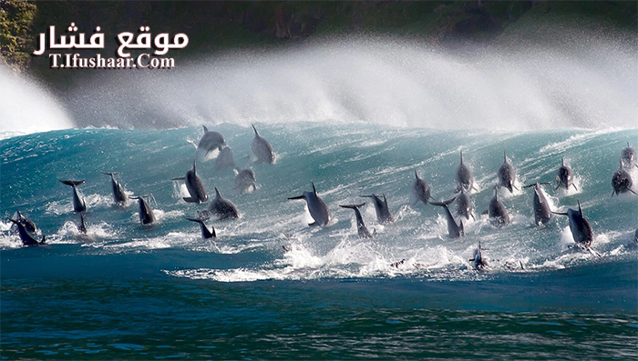 فيلم Oceans Our Blue Planet 2018 مترجم