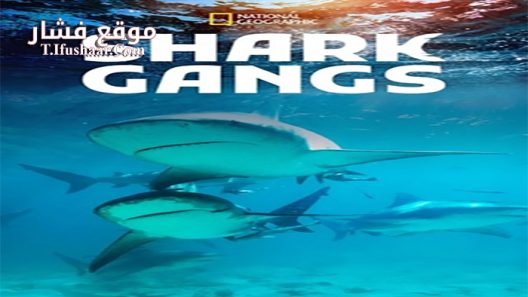 فيلم Shark Gangs 2021 مترجم