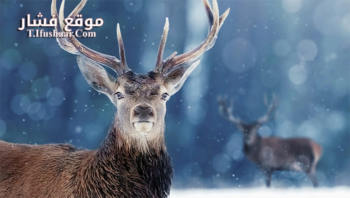 فيلم Snow Animals 2019 مترجم