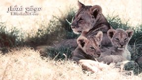 فيلم The African Lion 1955 مترجم