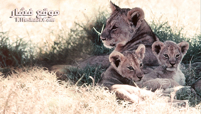 فيلم The African Lion 1955 مترجم