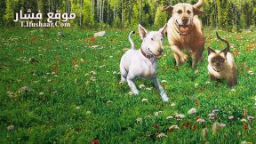 فيلم The Incredible Journey 1963 مترجم