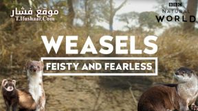 فيلم Weasels Feisty and Fearless 2019 مترجم