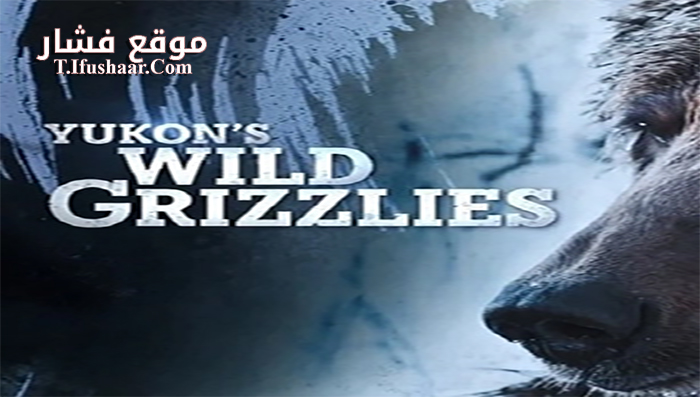 فيلم Yukons Wild Grizzlies 2021 مترجم