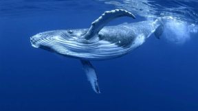 فيلم Humpback Whale Birth of a Giant 2019 مترجم