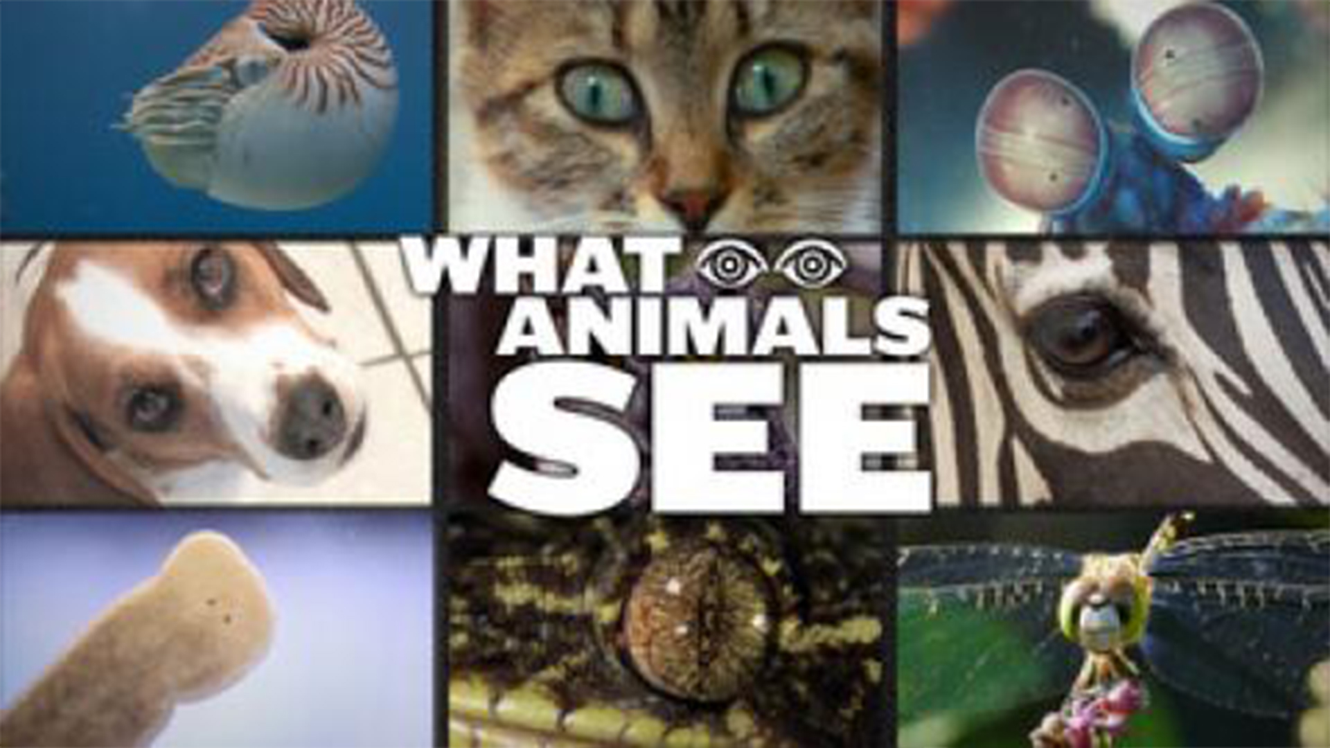 فيلم What Animals See 2018 مترجم