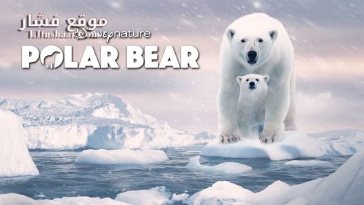 فيلم Polar Bears 2020 مترجم