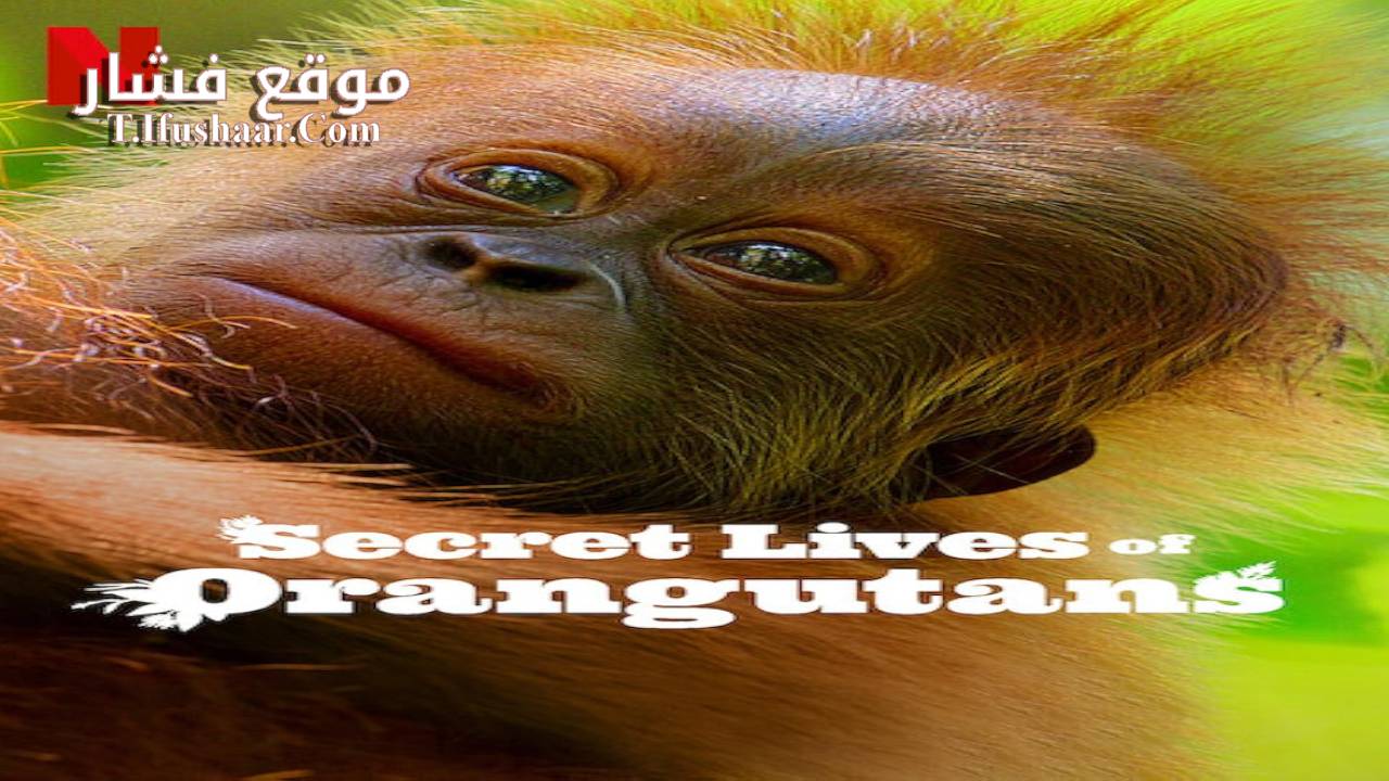 فيلم Secret Lives of Orangutans 2024 مترجم
