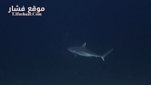 فيلم Sharks: Predators of the Deep 2024 مترجم