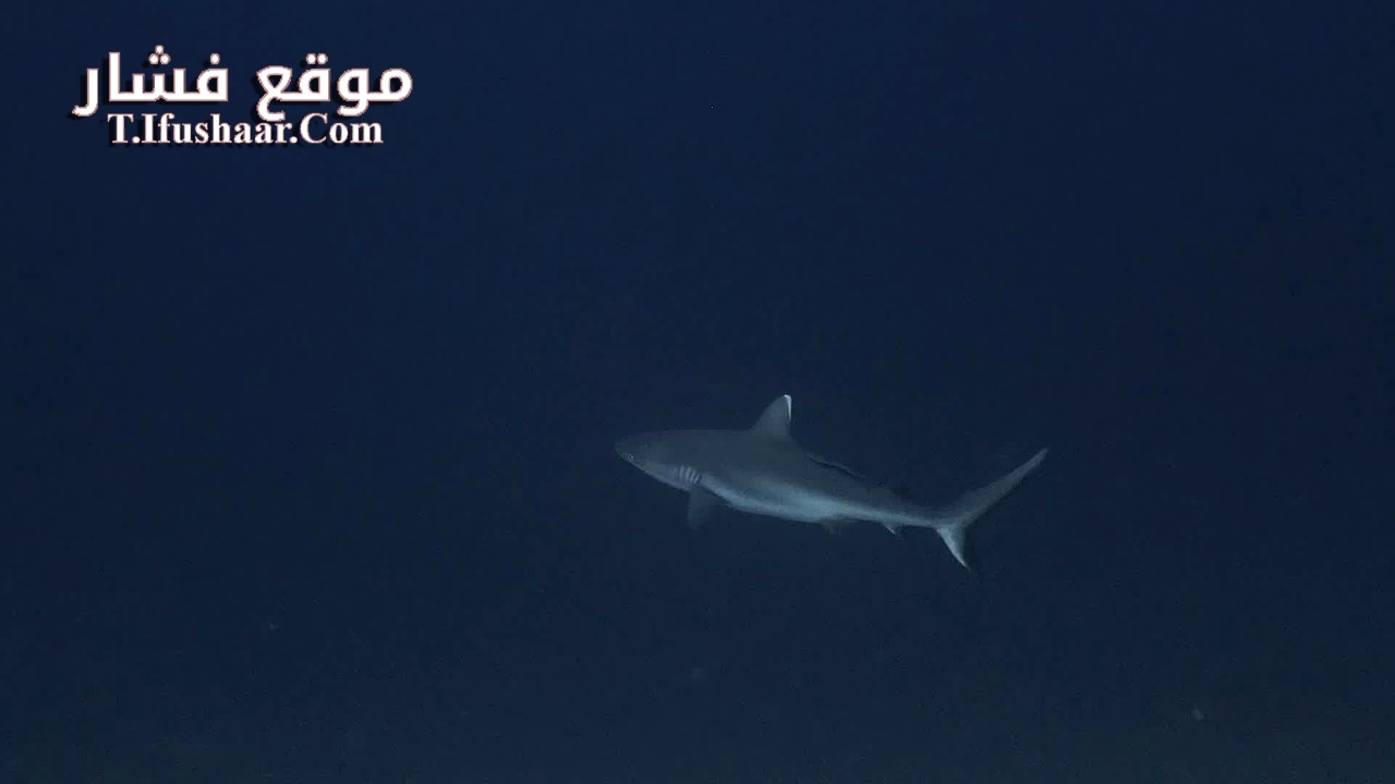 فيلم Sharks: Predators of the Deep 2024 مترجم