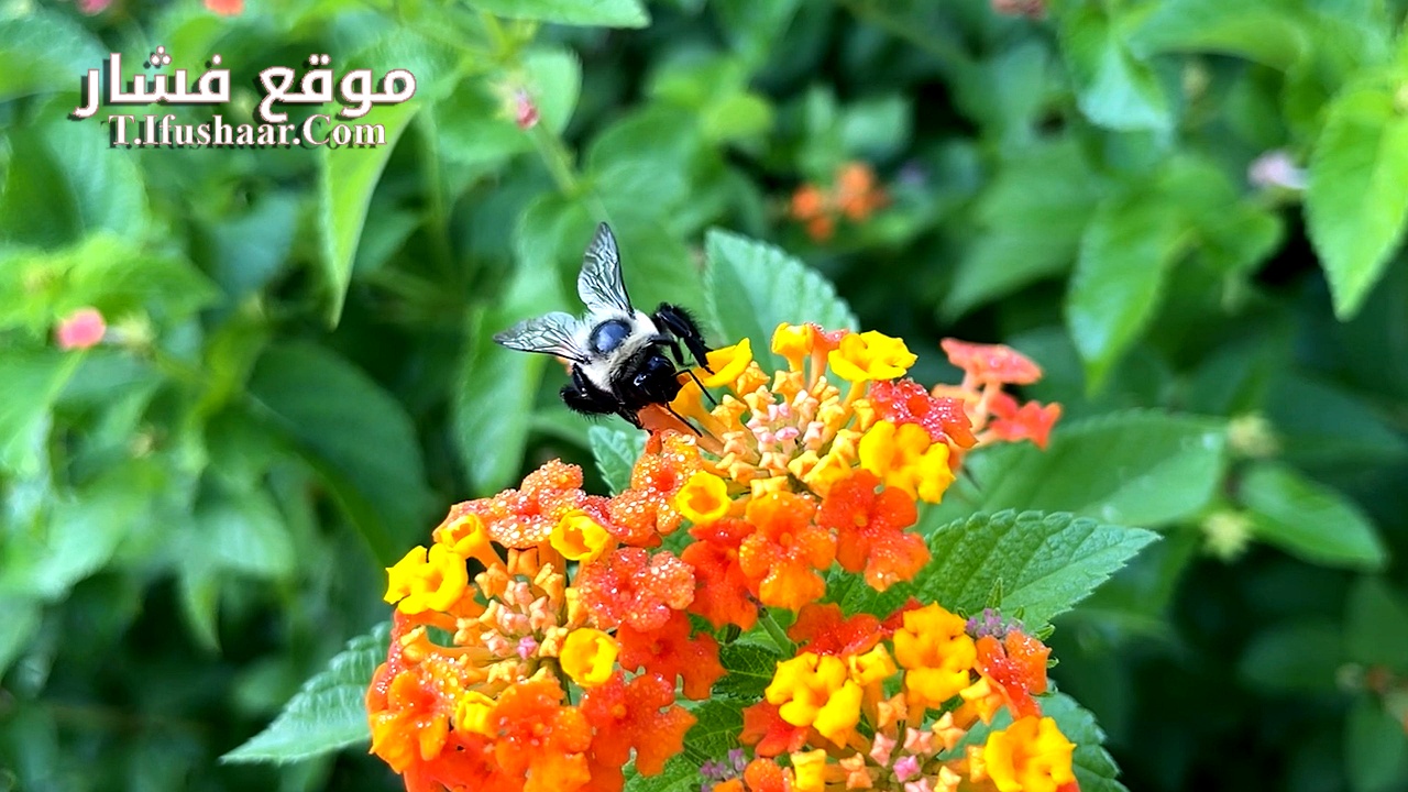 فيلم The Last Bumblebee 2024 مترجم