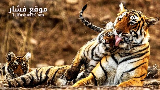 فيلم My Tiger Family 2024 مترجم