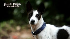 فيلم Alangu 2024 مترجم