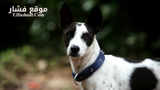 فيلم Alangu 2024 مترجم