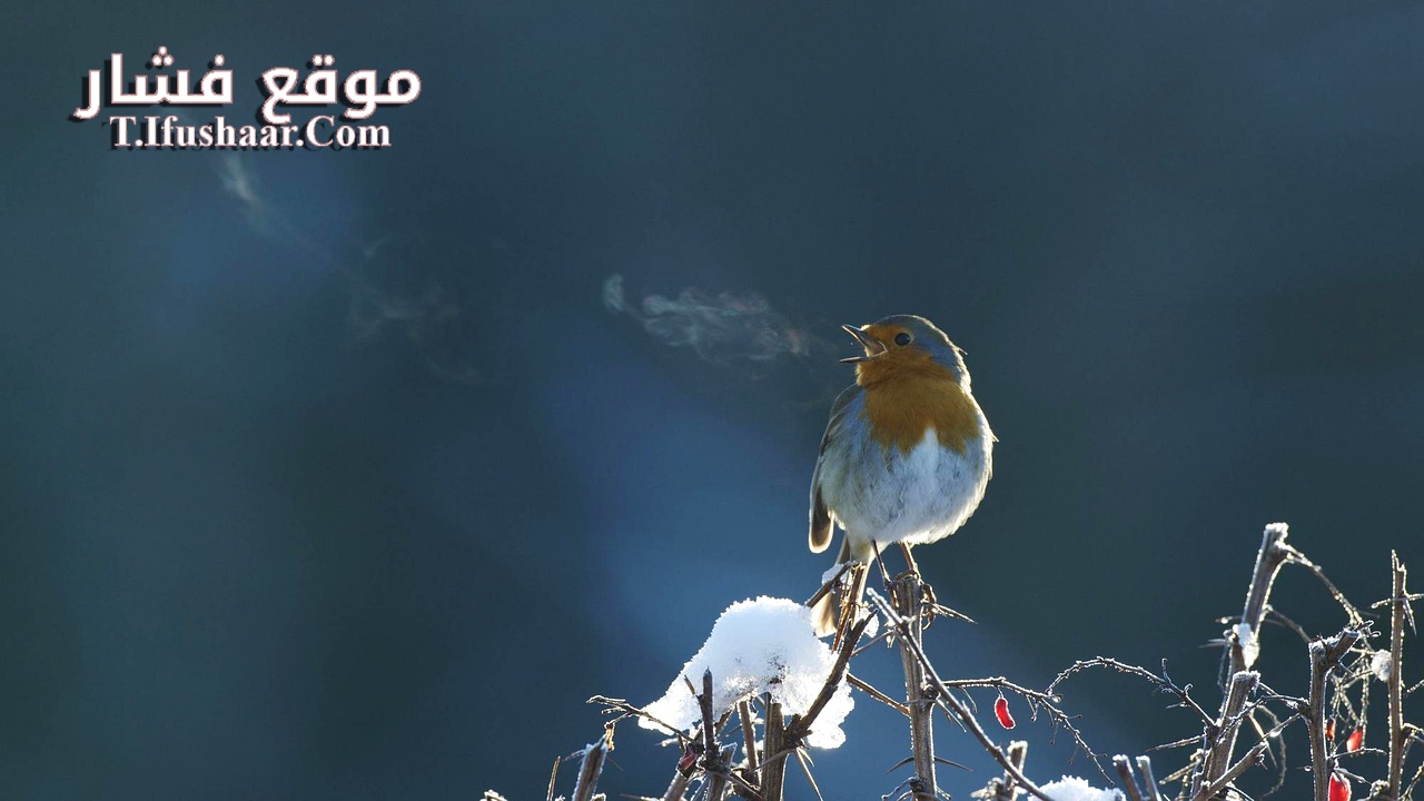 فيلم Attenborough’s Wonder of Song 2022 مترجم