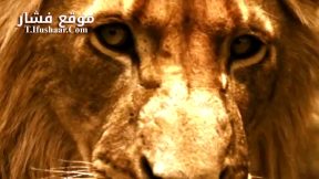 فيلم Brothers in Blood: The Lions of Sabi Sand 2015 مترجم