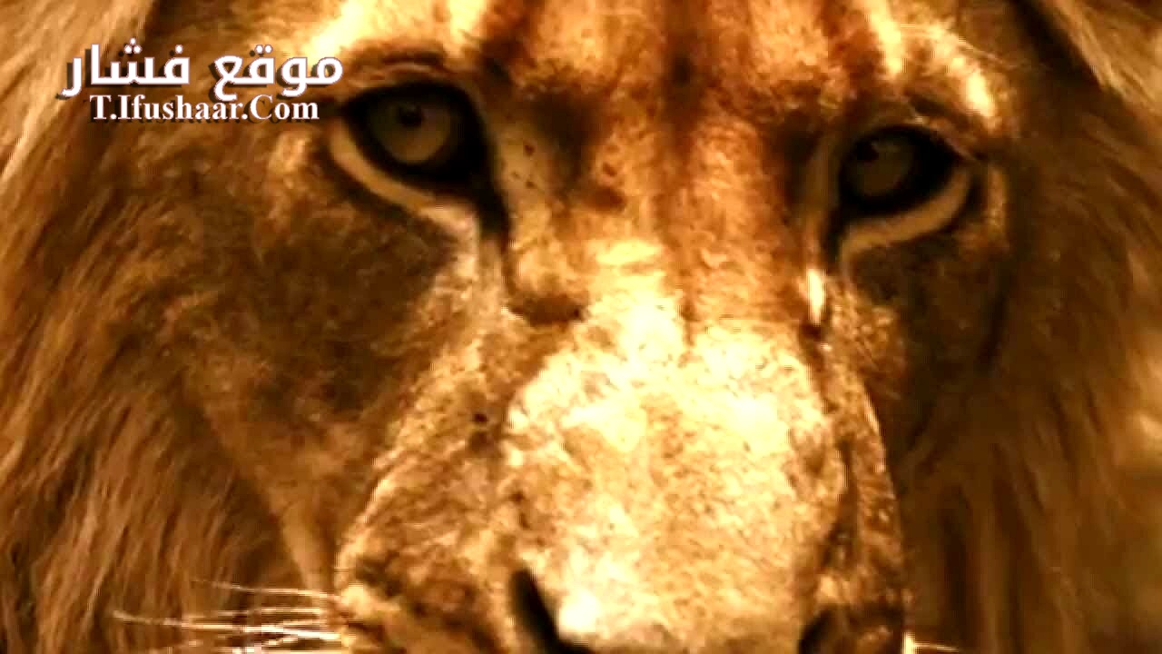 فيلم Brothers in Blood: The Lions of Sabi Sand 2015 مترجم