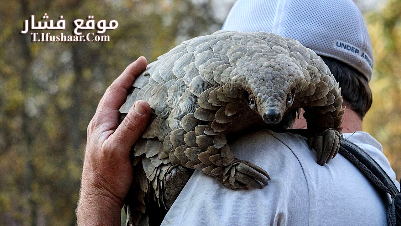 فيلم Pangolin: Kulu’s Journey 2025 مترجم