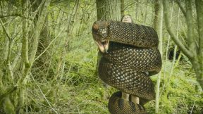 فيلم Anaconda: Blood Coil 2026 مترجم