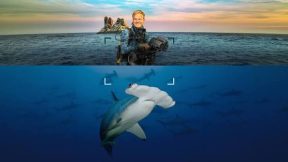 فيلم Hammerhead Sharks: Up Close with Bertie Gregory 2026 مترجم